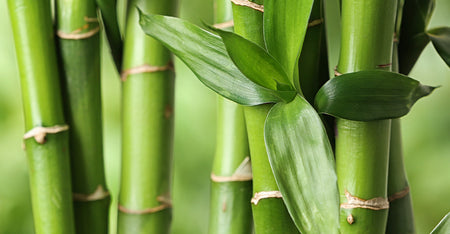 Bamboo Silica